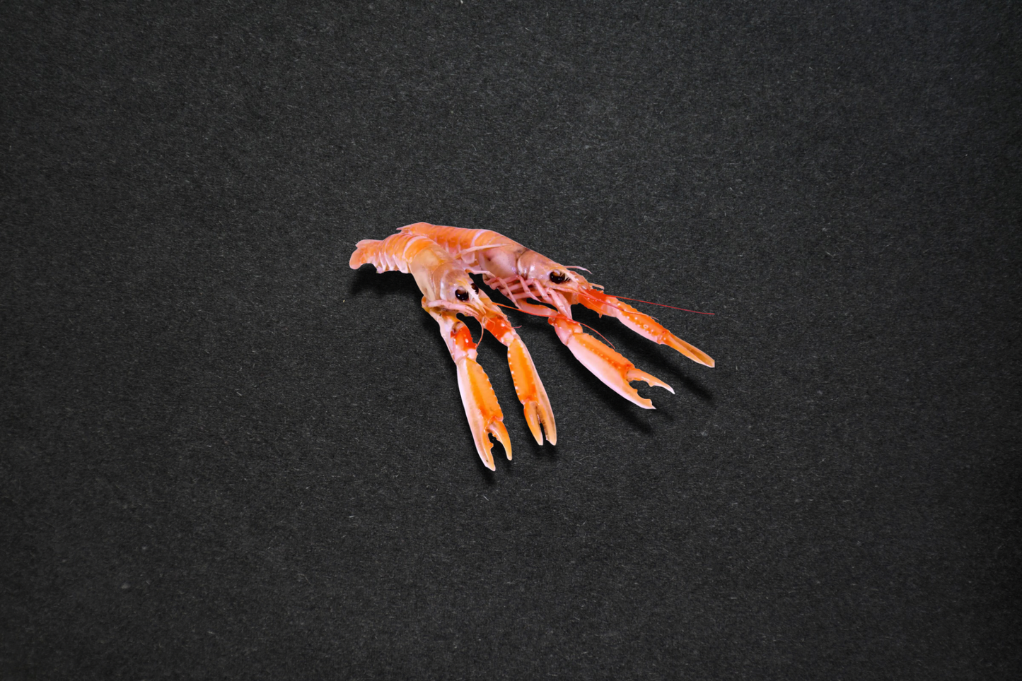 Sjøkreps rå