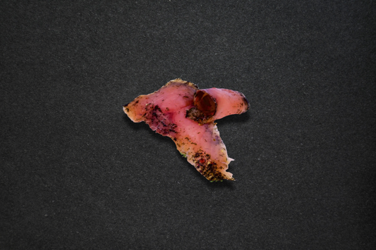 Gravet laks i skiver